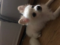 국내유일 안심분양 서비스 - 도그짱