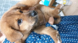 국내유일 안심분양 서비스 - 도그짱