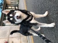 국내유일 안심분양 서비스 - 도그짱