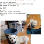 국내유일 안심분양 서비스 - 도그짱