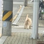 국내유일 안심분양 서비스 - 도그짱