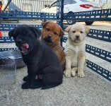 실종동물을 찾습니다 - 도그짱