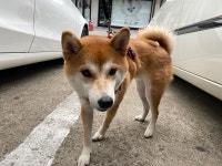 국내유일 안심분양 서비스 - 도그짱