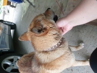 국내유일 안심분양 서비스 - 도그짱