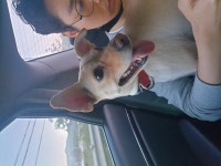 국내유일 안심분양 서비스 - 도그짱