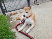 국내유일 안심분양 서비스 - 도그짱