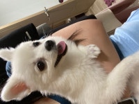 국내유일 안심분양 서비스 - 도그짱