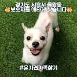 국내유일 안심분양 서비스 - 도그짱