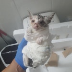 국내유일 안심분양 서비스 - 도그짱