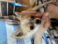 국내유일 안심분양 서비스 - 도그짱