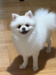 국내유일 안심분양 서비스 - 도그짱