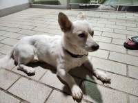 국내유일 안심분양 서비스 - 도그짱