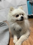 국내유일 안심분양 서비스 - 도그짱