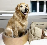 국내유일 안심분양 서비스 - 도그짱