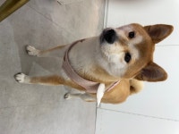 국내유일 안심분양 서비스 - 도그짱