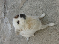 국내유일 안심분양 서비스 - 도그짱