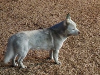 국내유일 안심분양 서비스 - 도그짱