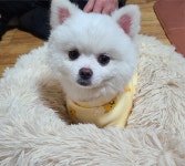 국내유일 안심분양 서비스 - 도그짱