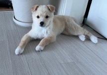 국내유일 안심분양 서비스 - 도그짱