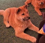 실종동물을 찾습니다 - 도그짱