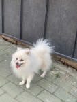 국내유일 안심분양 서비스 - 도그짱