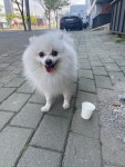 국내유일 안심분양 서비스 - 도그짱