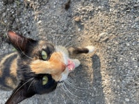 국내유일 안심분양 서비스 - 도그짱