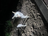 국내유일 안심분양 서비스 - 도그짱