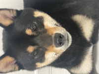 국내유일 안심분양 서비스 - 도그짱