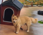 실종동물을 찾습니다 - 도그짱