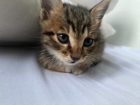 국내유일 안심분양 서비스 - 도그짱