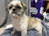 국내유일 안심분양 서비스 - 도그짱