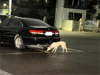 국내유일 안심분양 서비스 - 도그짱
