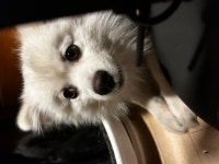 국내유일 안심분양 서비스 - 도그짱