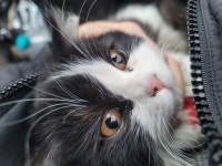 국내유일 안심분양 서비스 - 도그짱