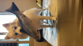 국내유일 안심분양 서비스 - 도그짱