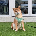 국내유일 안심분양 서비스 - 도그짱