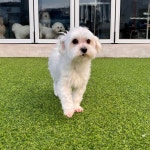 국내유일 안심분양 서비스 - 도그짱