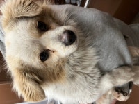 국내유일 안심분양 서비스 - 도그짱