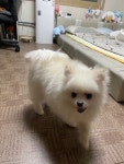 국내유일 안심분양 서비스 - 도그짱