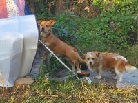 실종동물을 찾습니다 - 도그짱