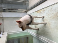 국내유일 안심분양 서비스 - 도그짱