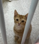 국내유일 안심분양 서비스 - 도그짱