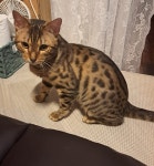 국내유일 안심분양 서비스 - 도그짱