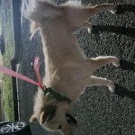 국내유일 안심분양 서비스 - 도그짱