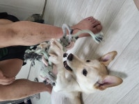 국내유일 안심분양 서비스 - 도그짱