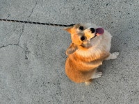 국내유일 안심분양 서비스 - 도그짱