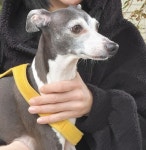 실종동물을 찾습니다 - 도그짱