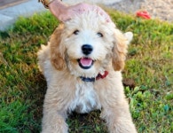 국내유일 안심분양 서비스 - 도그짱