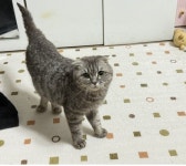 국내유일 안심분양 서비스 - 도그짱